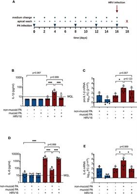Pseudomonas aeruginosa Affects Airway Epithelial Response and Barrier Function During Rhinovirus Infection